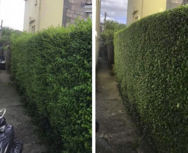 réduction de haies